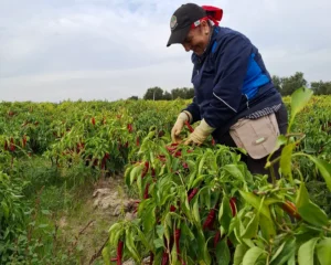 Cosecha pimenton de la vera